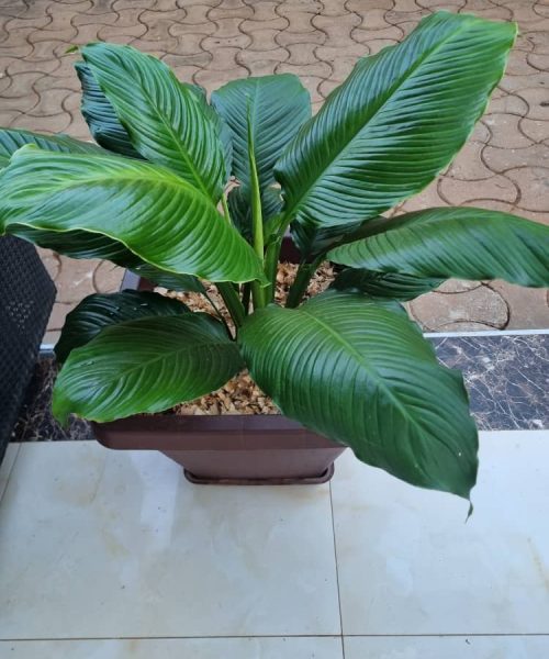 WhatsApp Image 2025-12-14 at 5.28.26 PM (2)