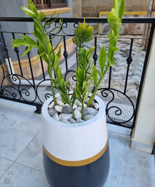 WhatsApp Image 2025-12-14 at 5.58.17 PM